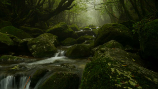 Illustration for article titled Visit the Real Princess Mononoke Forest
